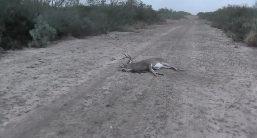 great bucks