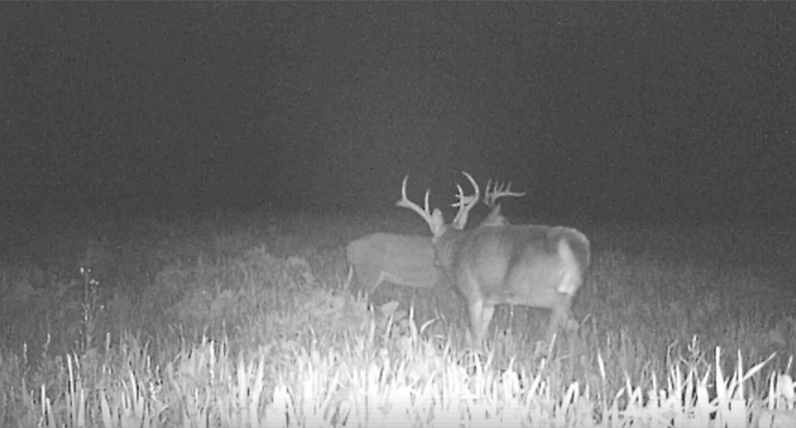 buck-decoy-video