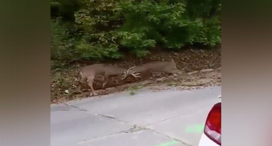 buck-street-fight