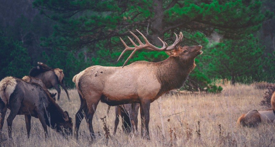 guide elk hunt