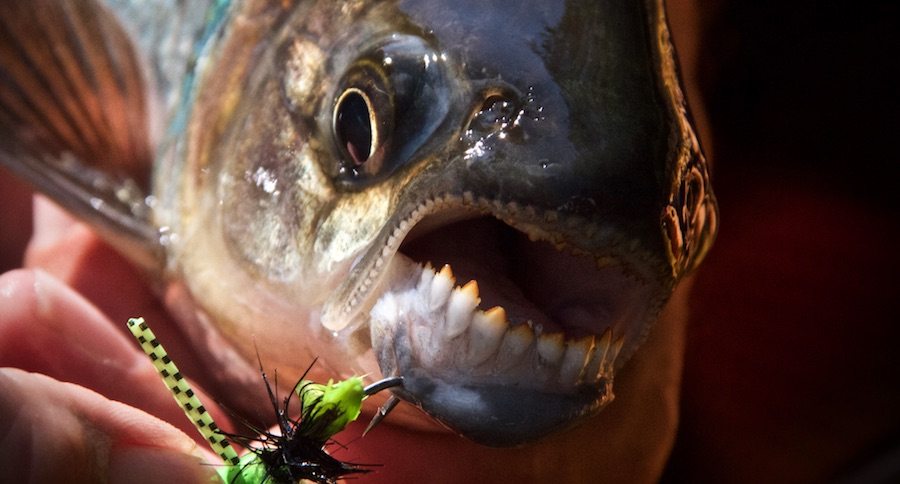 costa rica fly fishing
