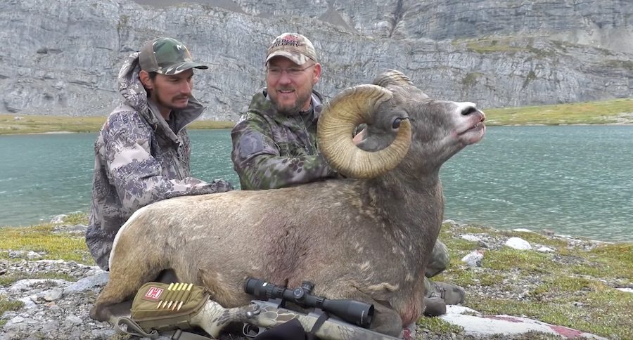 dall sheep