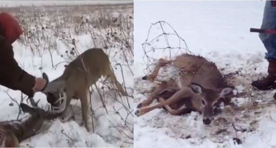 deer rescues