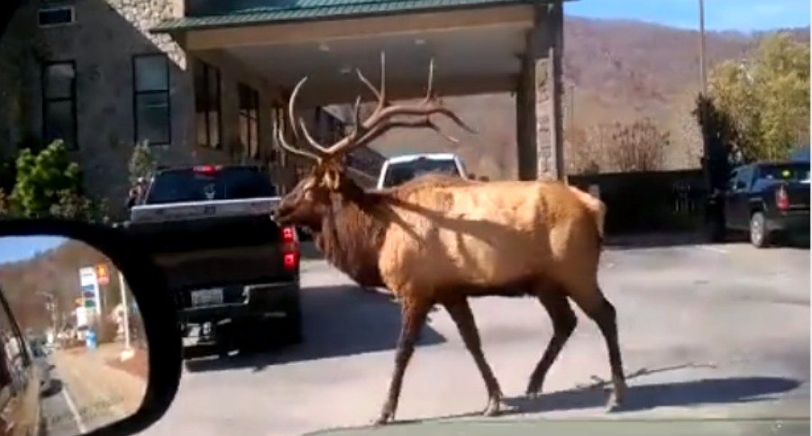 North Carolina elk