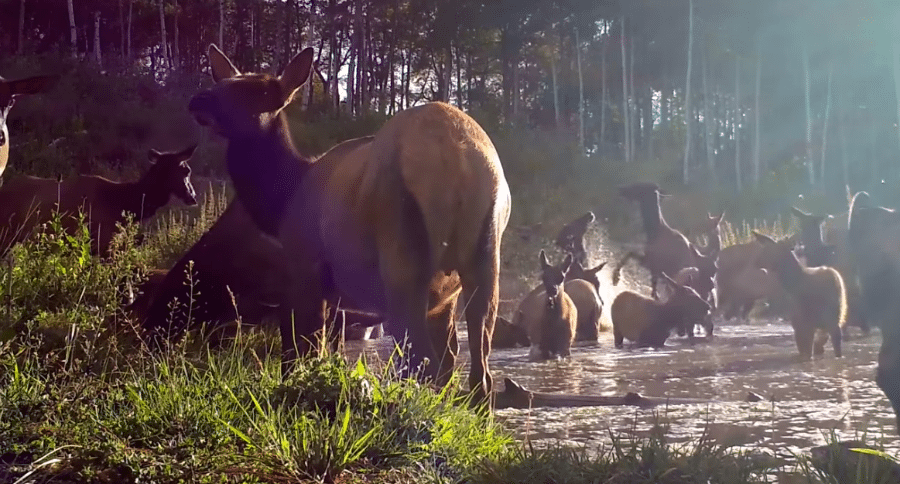 elk herd