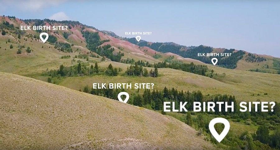 elk research