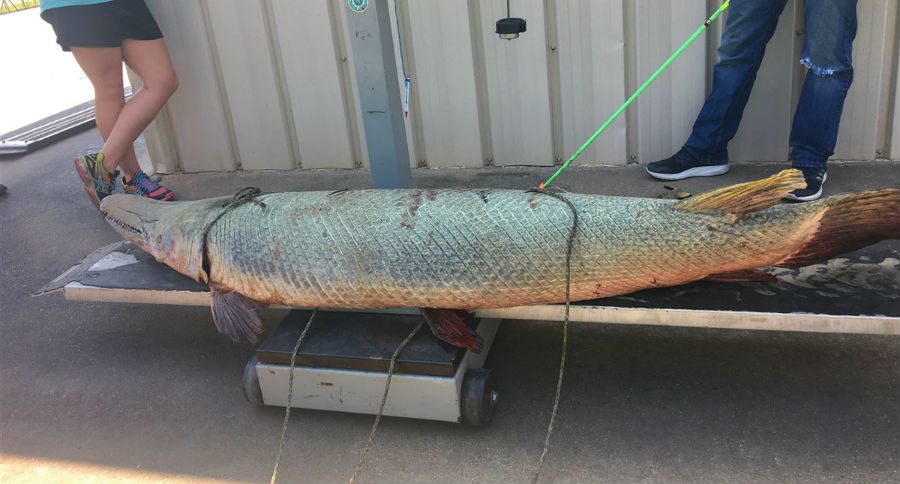 alligator gar