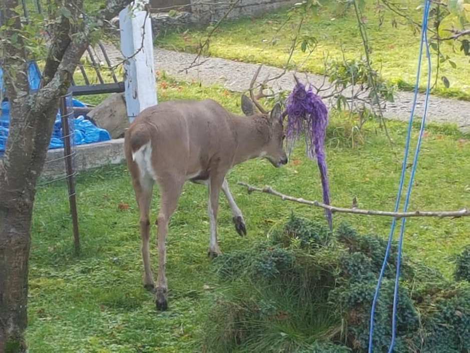 How a Buck with a Hammock in His Antlers Became a Celebrity in British ...