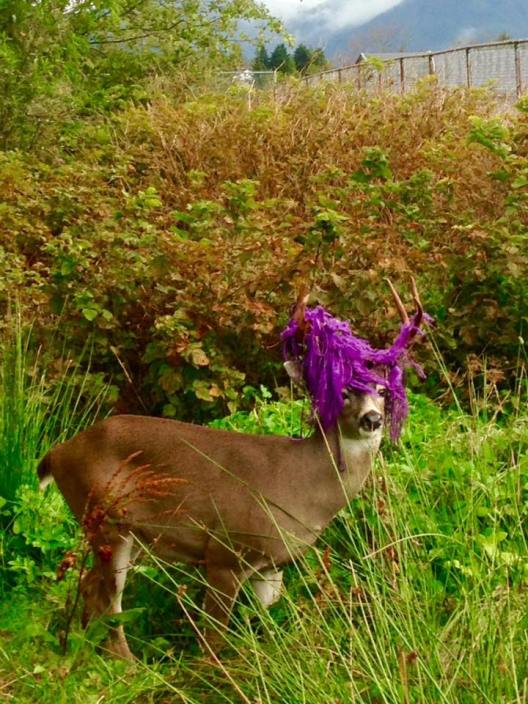 How a Buck with a Hammock in His Antlers Became a Celebrity in British ...