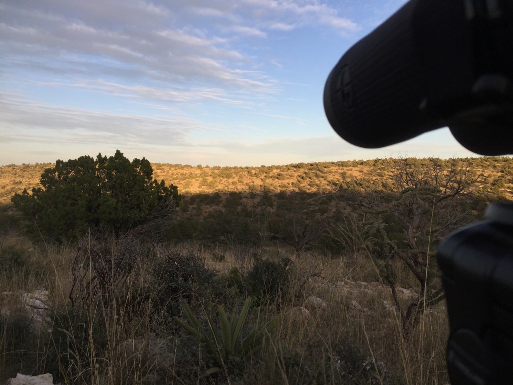 how to glass for mule deer sunlight