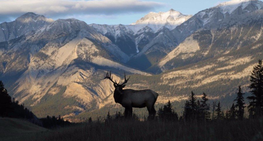 bull elk mountains