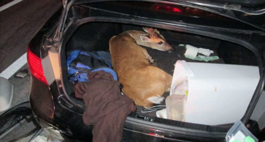 key deer