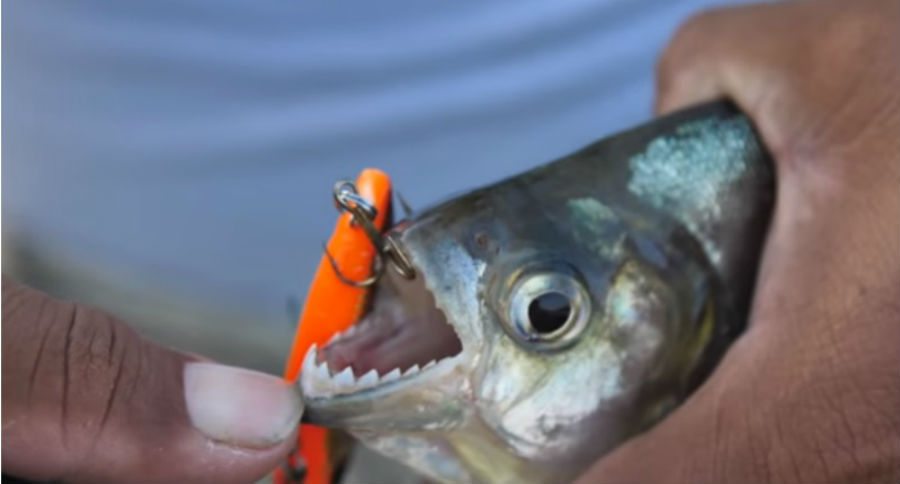 PIRANHA