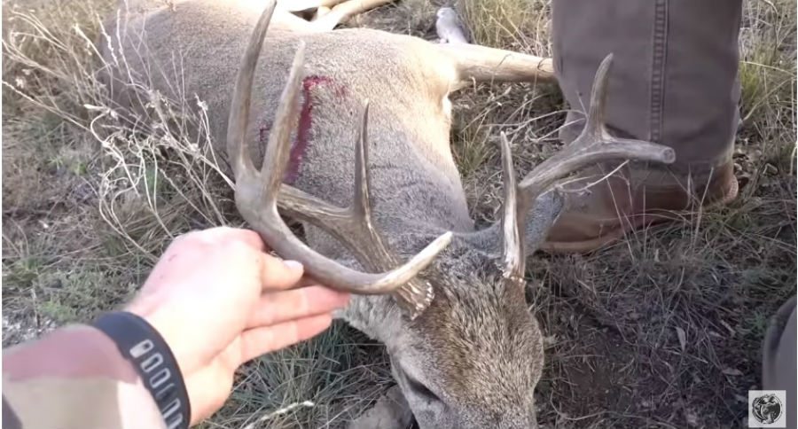 deer hunt