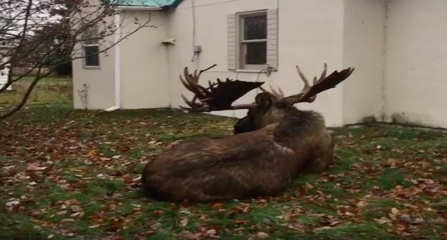 bull moose