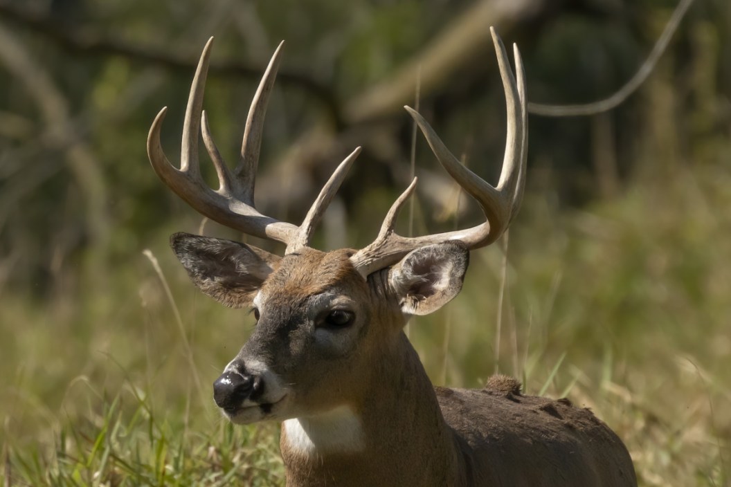 deer hunting states