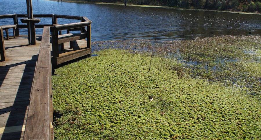 Giant Salvinia