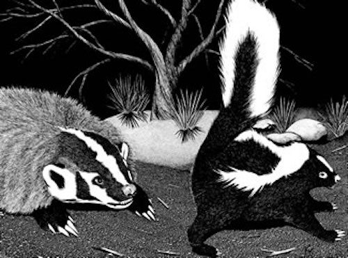 skunks and badgers