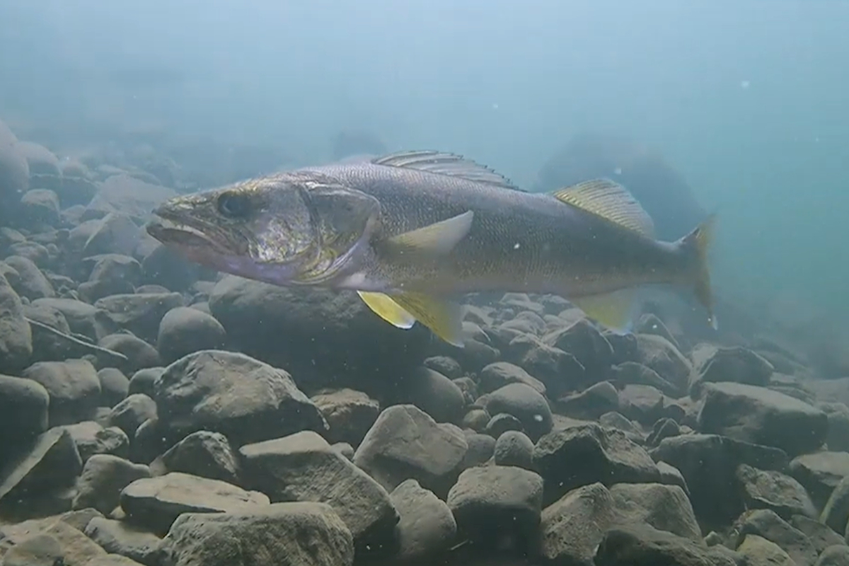 Walleye