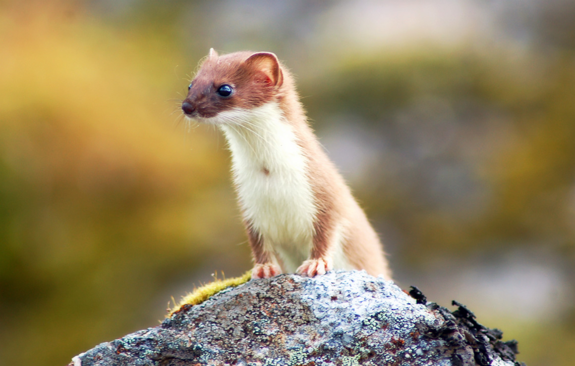 Weasel