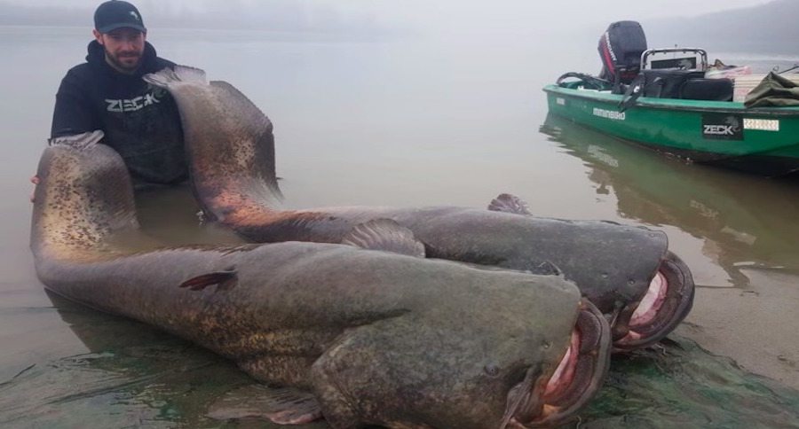 wels catfish