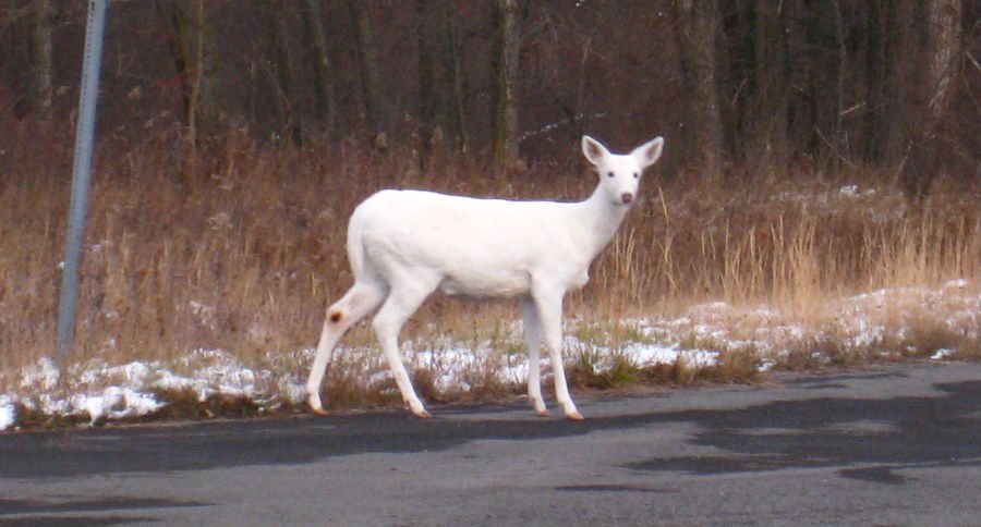 white deer