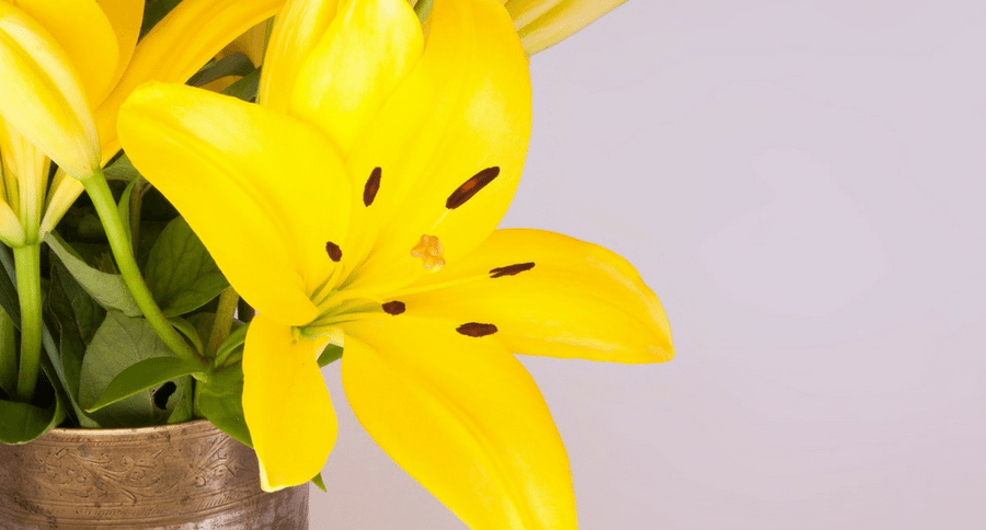 yellow lilies