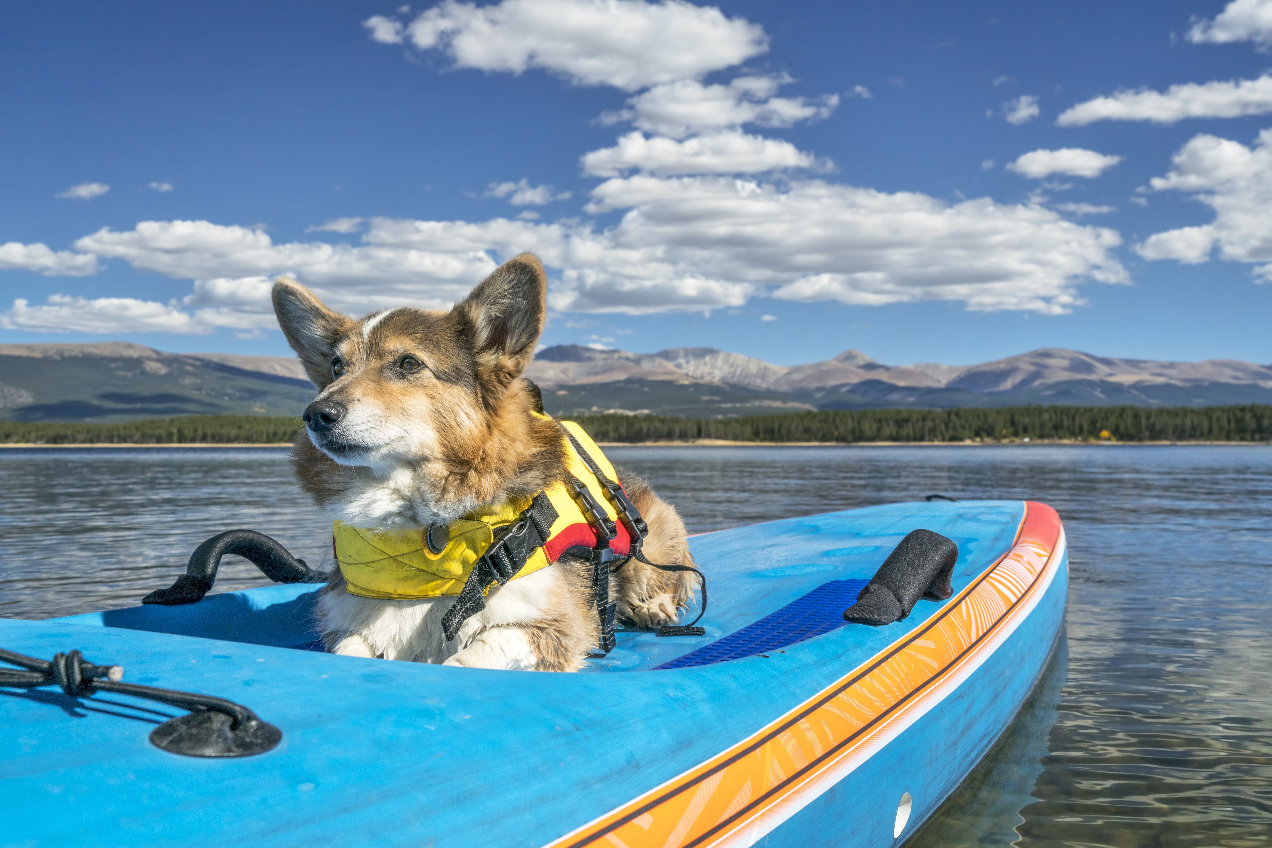 Corgi dog in a life jacket