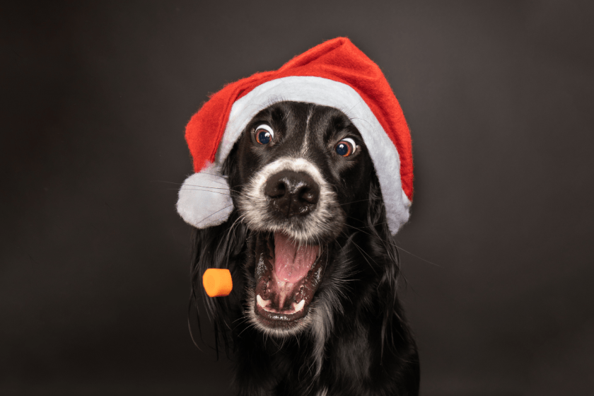 Awkward family christmas photos goat