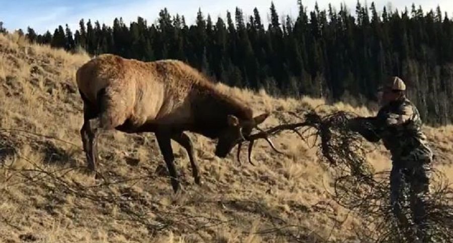 bull elk