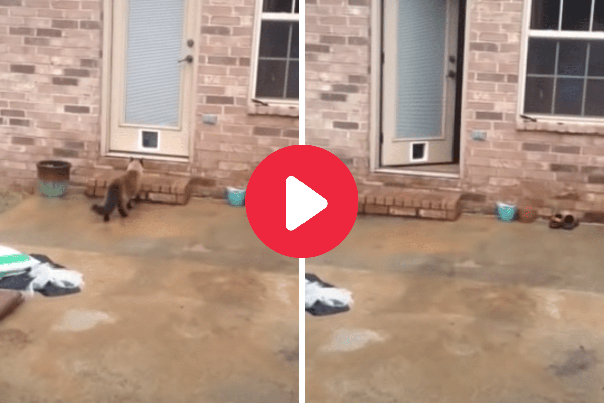 Cat Decides He's Too Smart to Use the Cat Door