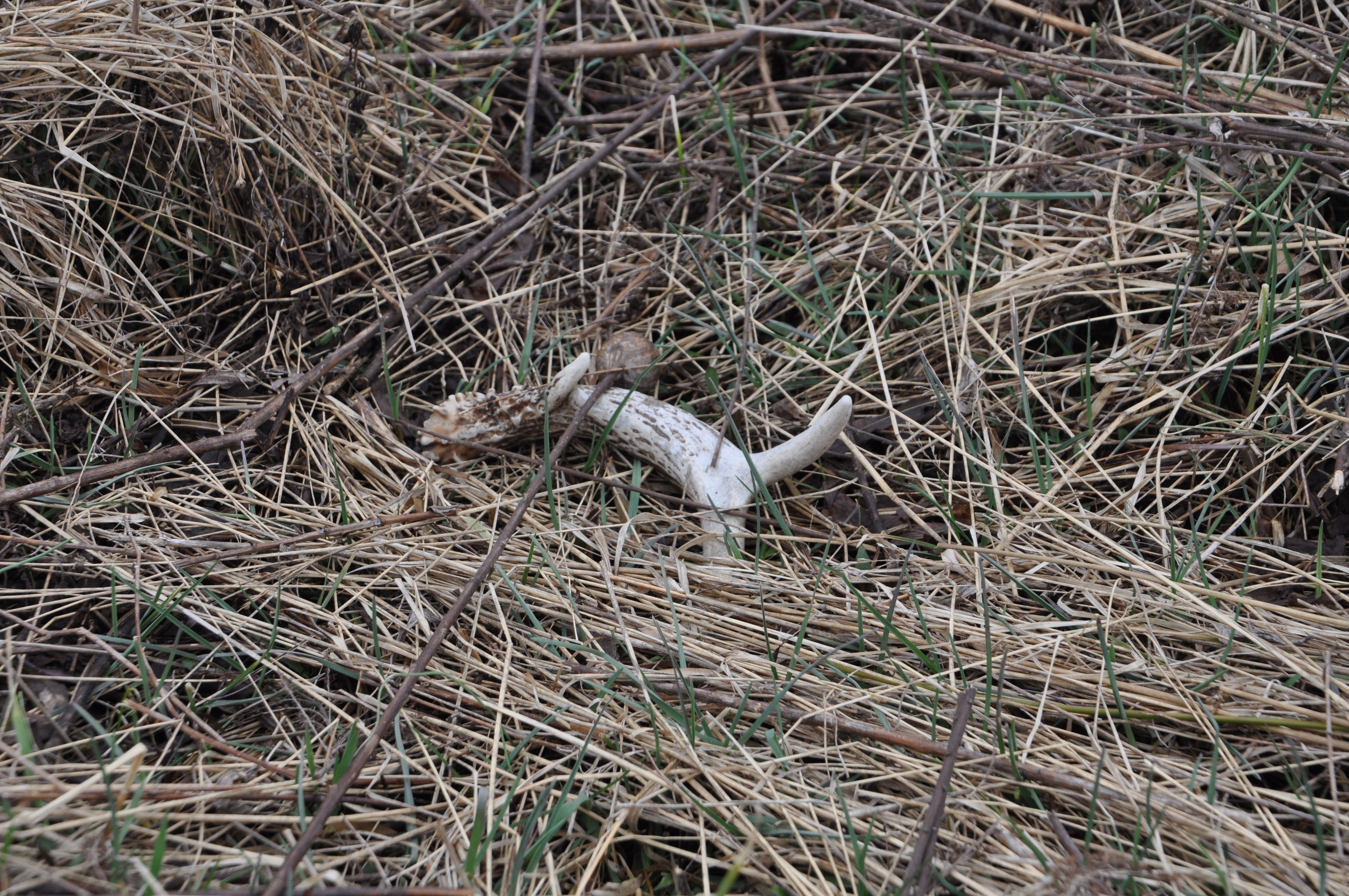 shed hunting