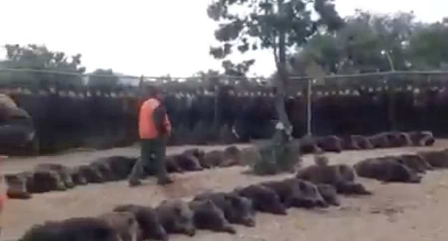 hog hunt