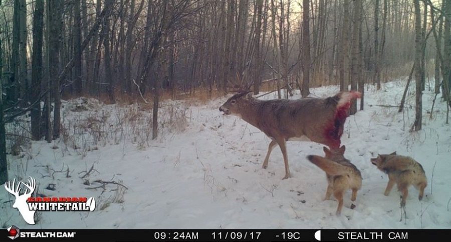 predator control