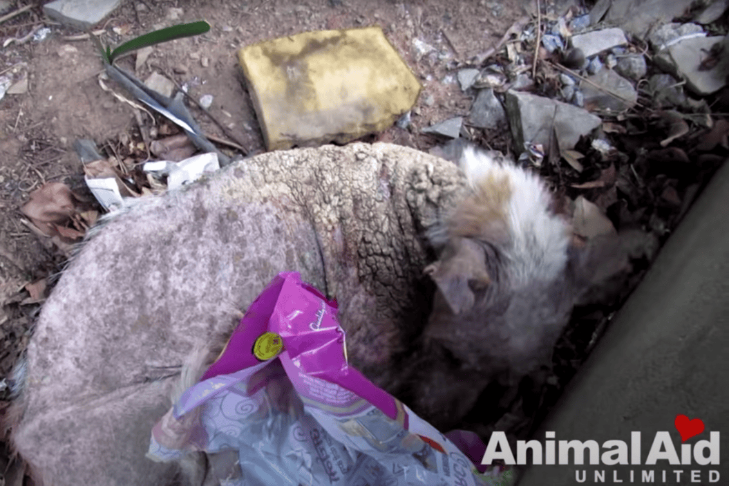 Senior Dog Found Wasting Away in a Trash Pile Gets 2nd Chance