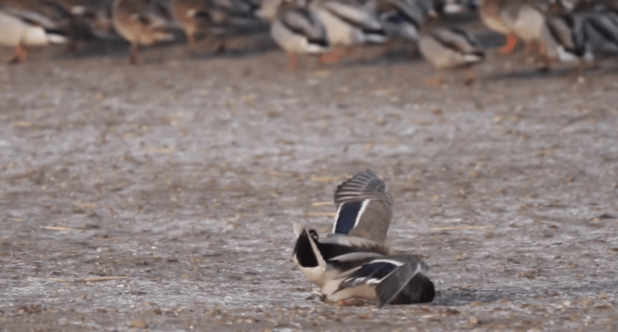 mallard