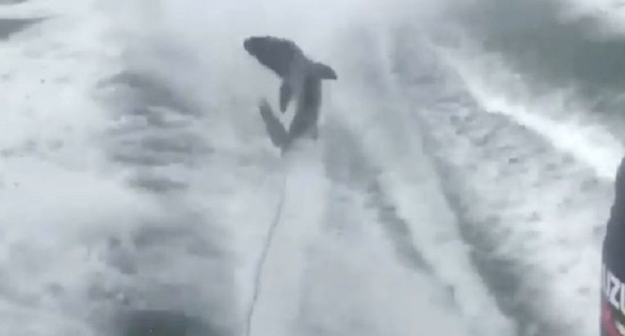 shark dragging