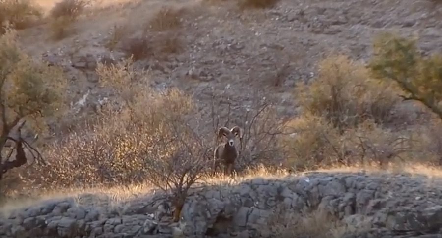 That's Probably Not How You Expected This Desert Bighorn Sheep Hunt To End