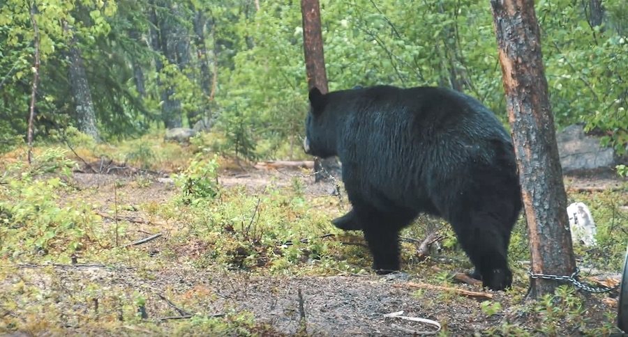 This Is Why You Should Go Bear Hunting In The Rain