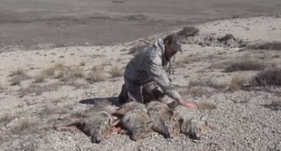 16 coyotes down in one day