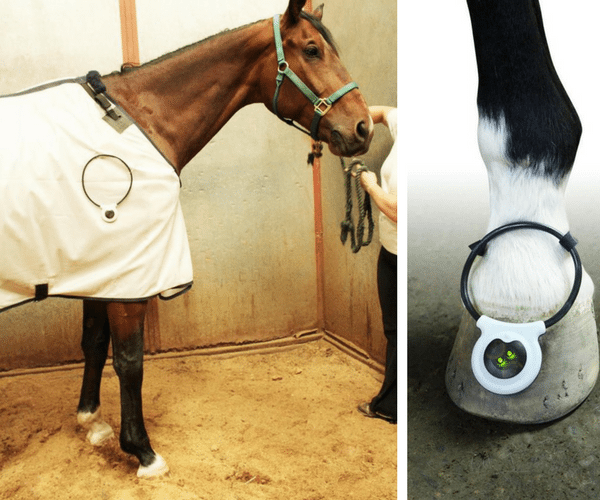 Laminitis Assisi Loop