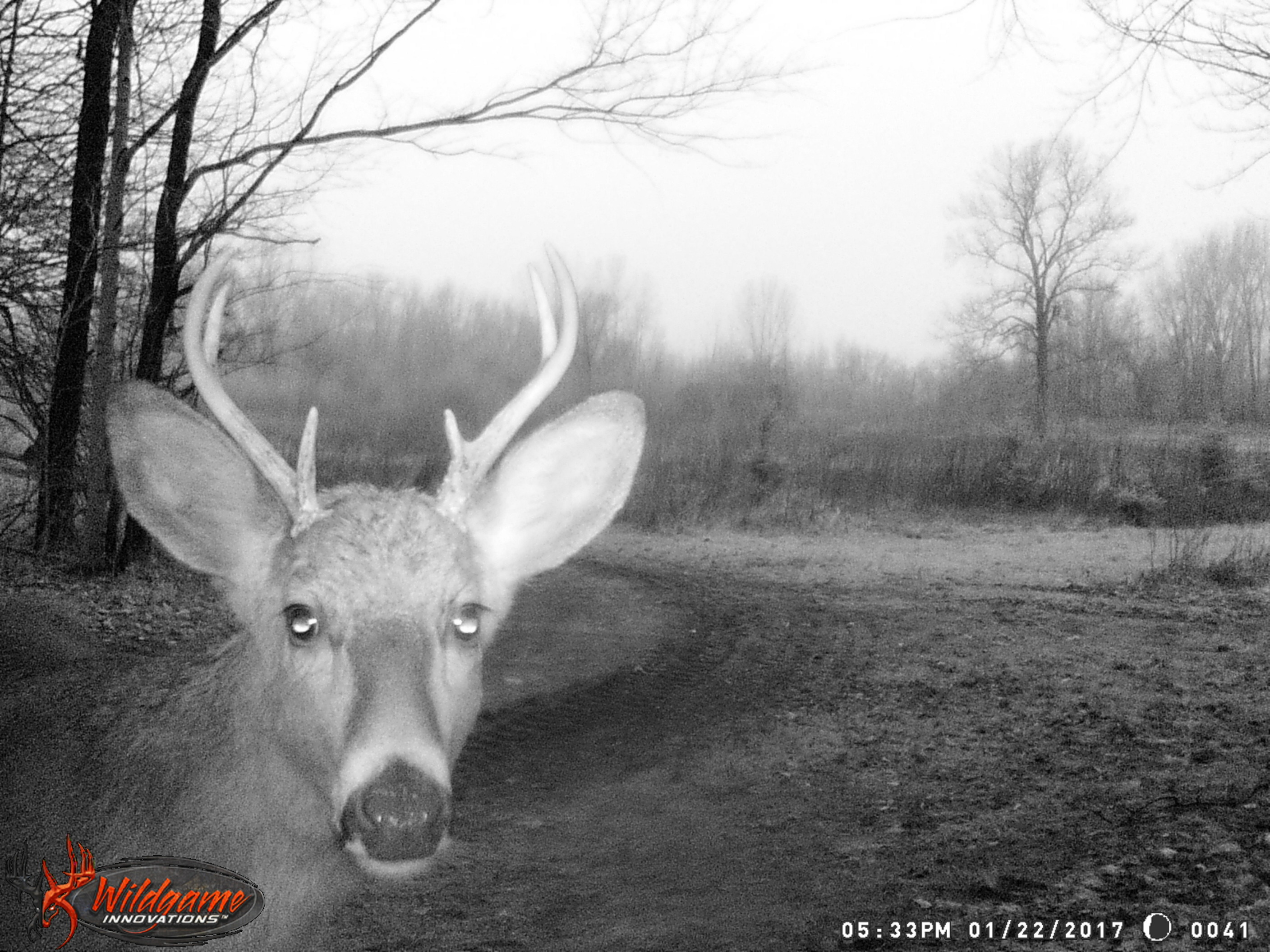 shed hunting