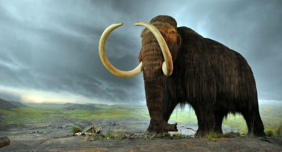 mammoths