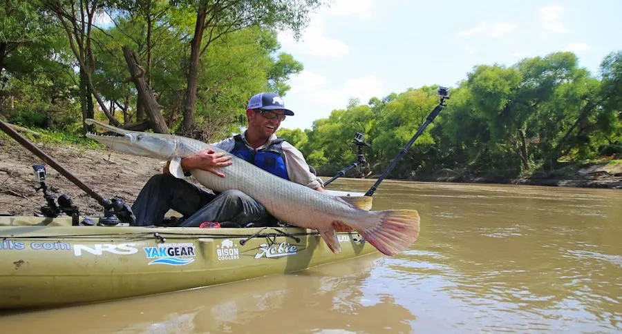 alligator gar