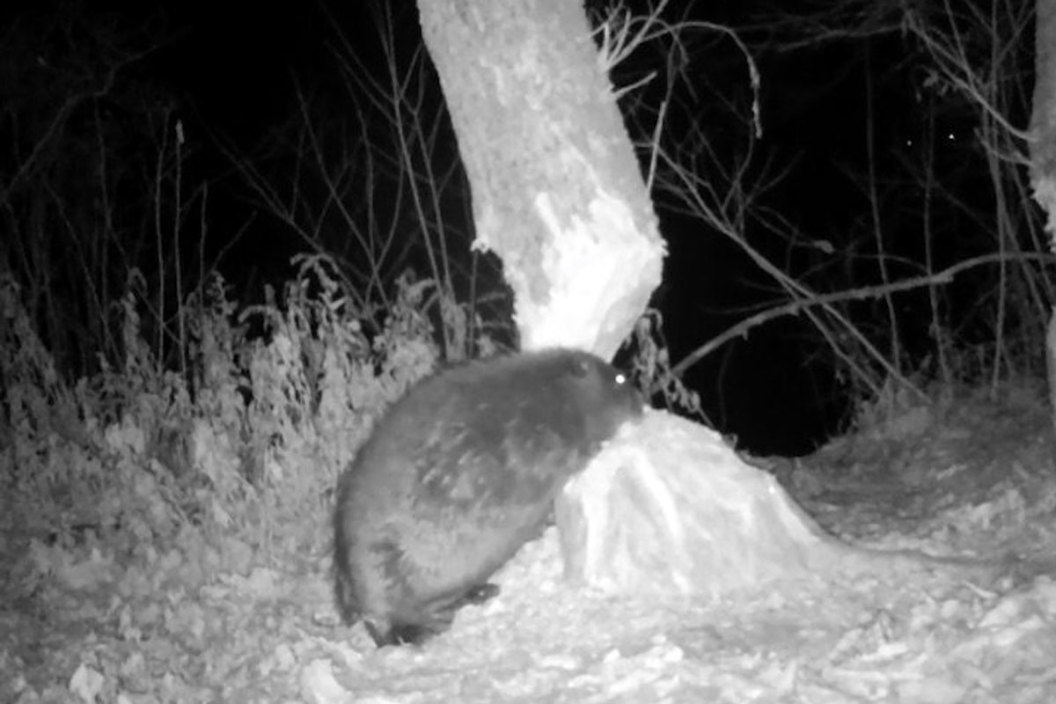 beaver