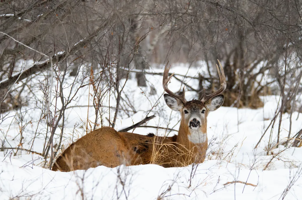 december hunting tactics