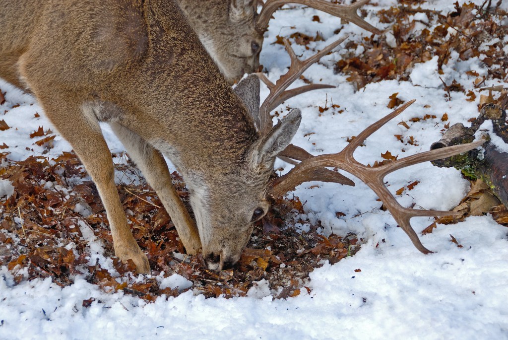 december hunting tactics