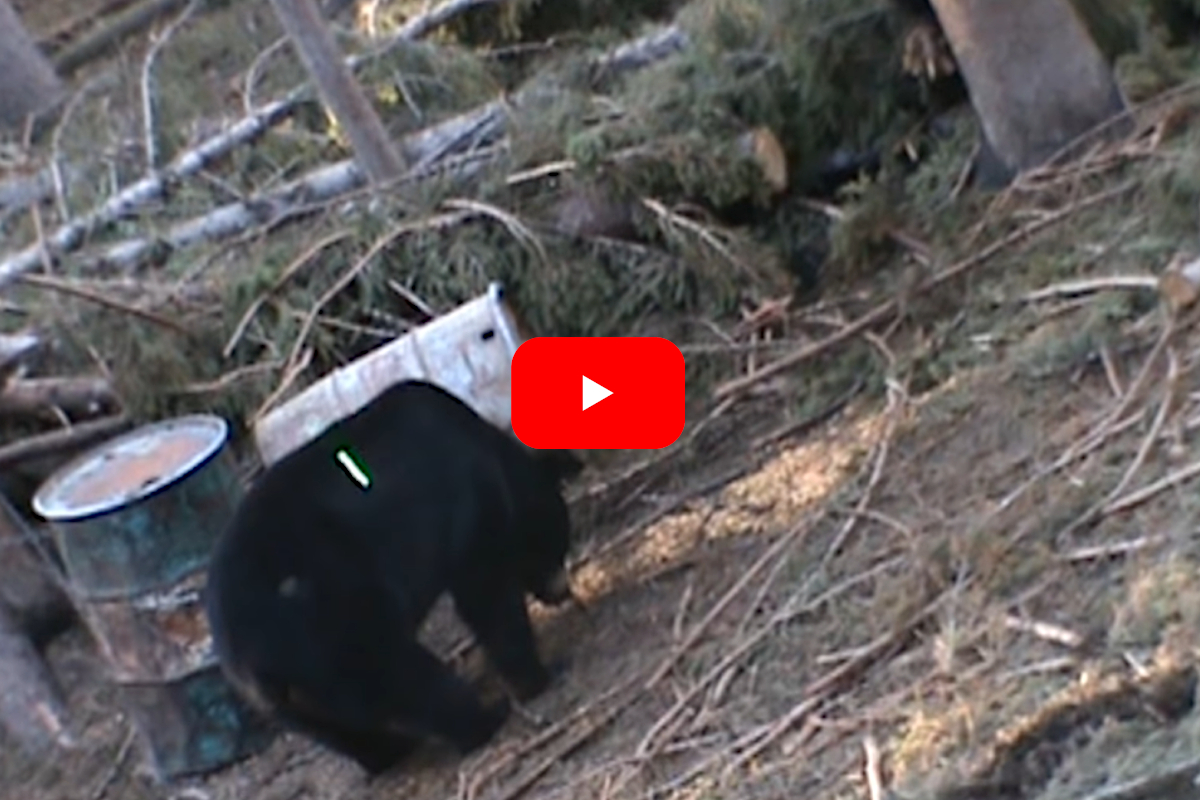 Black Bear