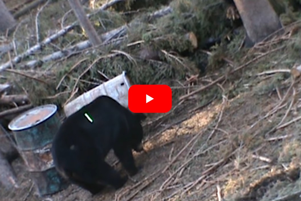 Black Bear