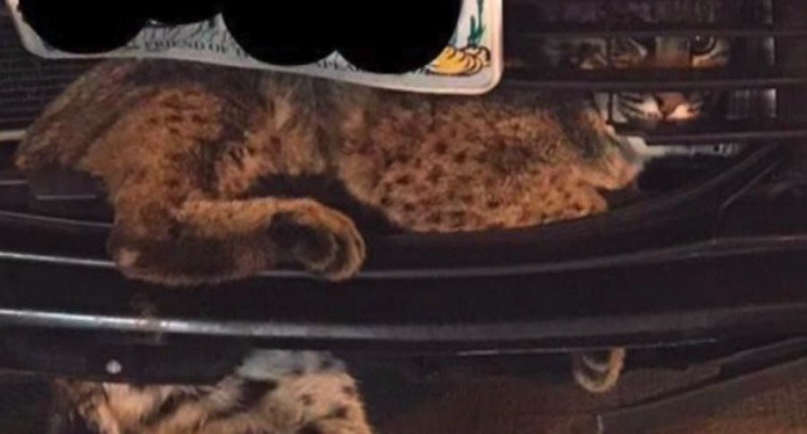 bobcat